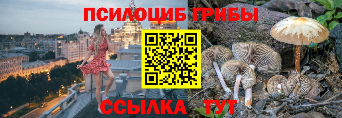 Псилоцибиновые грибы Psilocybe Калининград